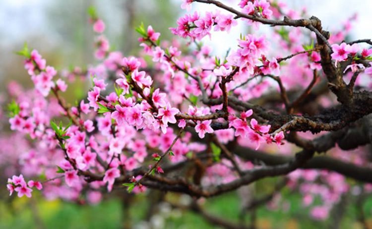 Xuân khoáng sản An Khánh